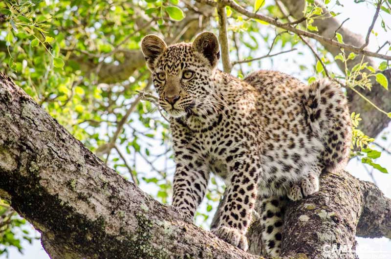 leopardbaby-cam-umkumbe