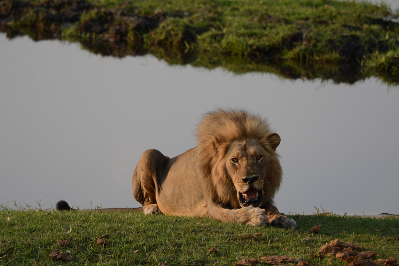 We spotted the second lion looking relaxed in the golden sunlight. Image by Kevin MacLaughlin.