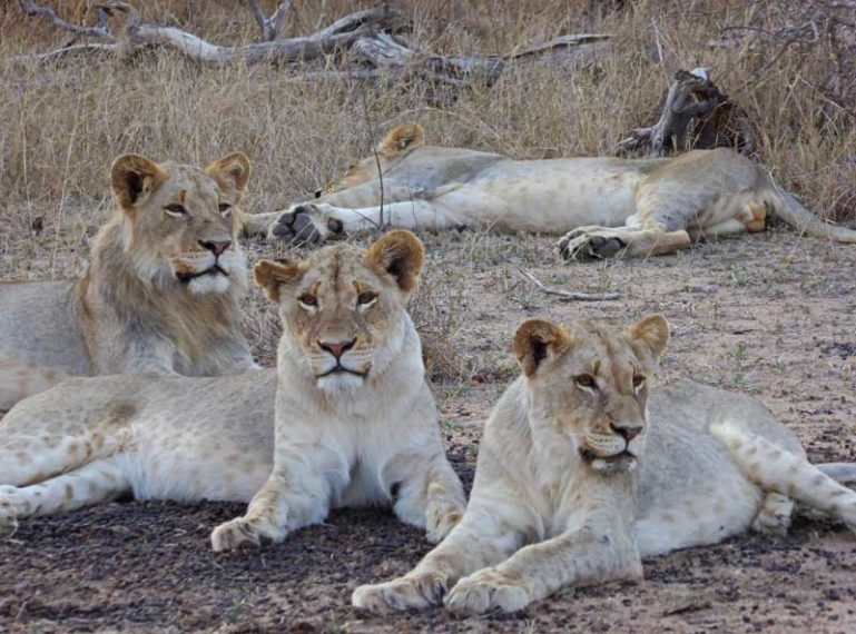 All the big cats this week at Nokana Safari Camp