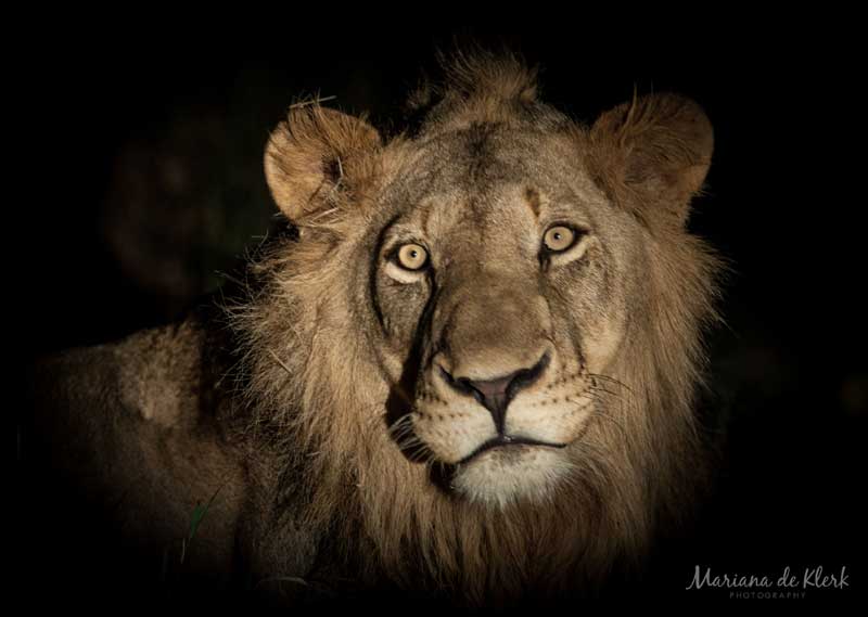 A lion in the dark. Image by Mariana de Klerk.