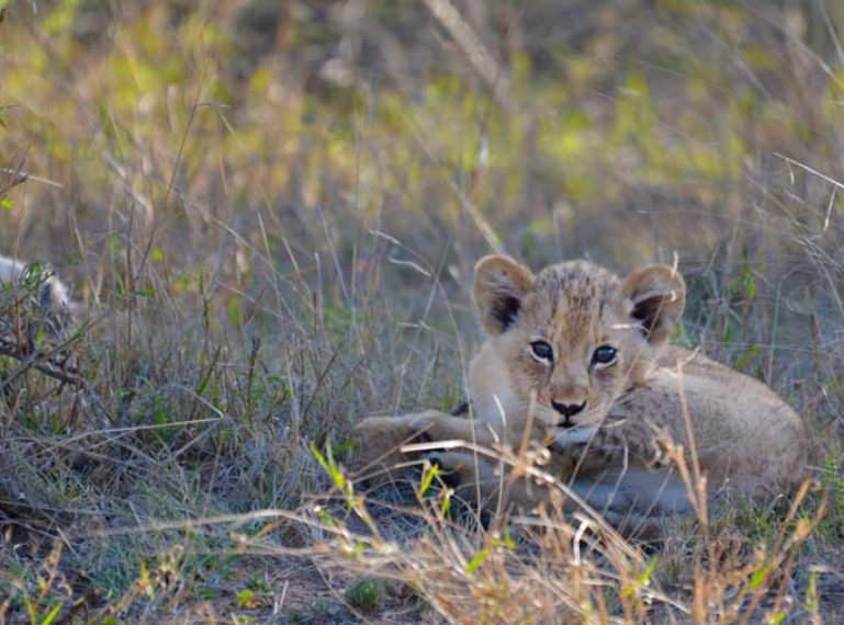 Week in Pictures: One little lion cub and scenes of safari