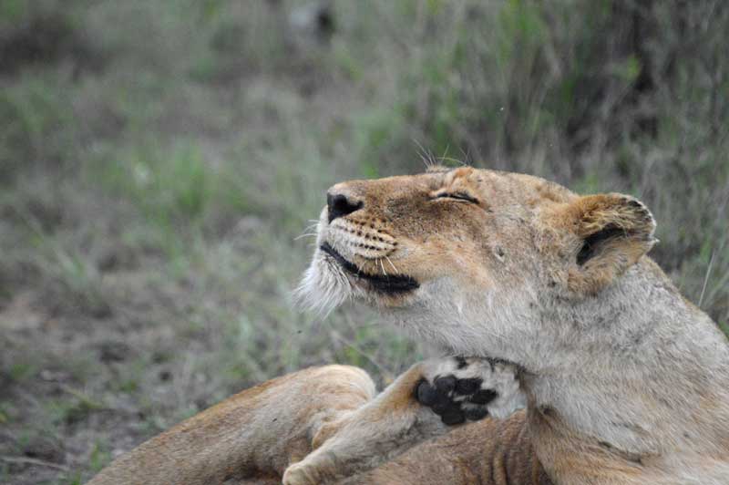 lioness-scratch-chloe