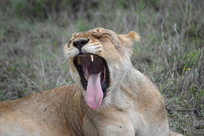 lioness-yawn-chloe