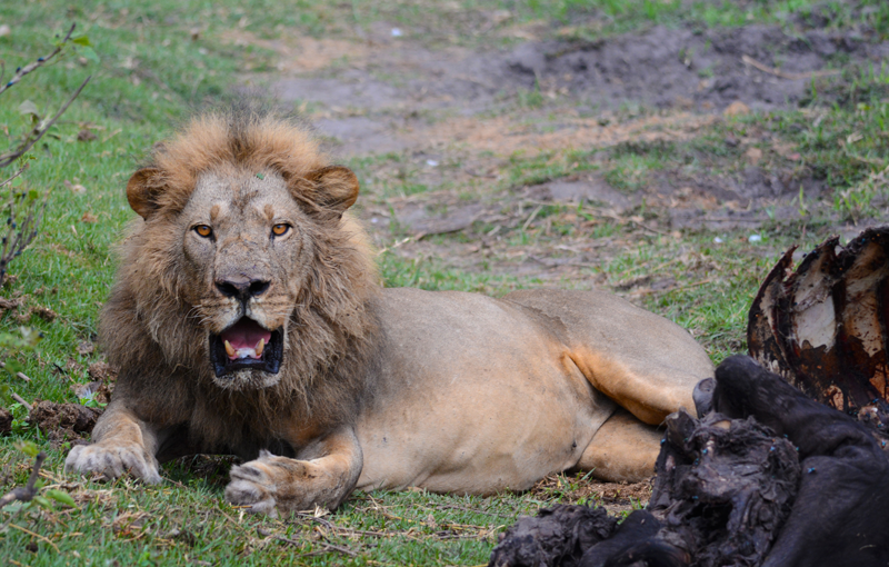 Our approach alerted this lazy lion and it gave us a look of warning. Image by Kevin MacLaughlin.