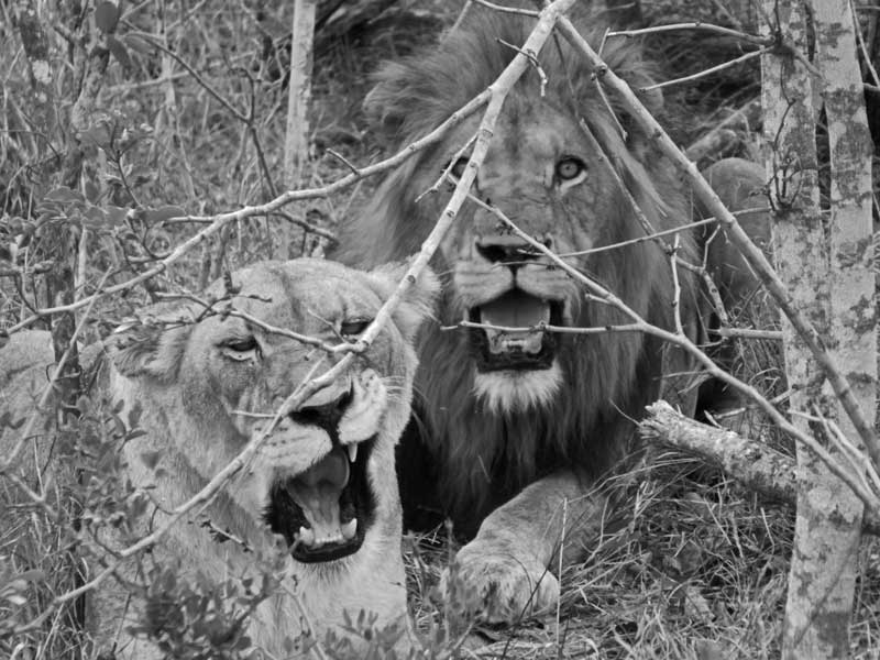 lions-pair-nokana
