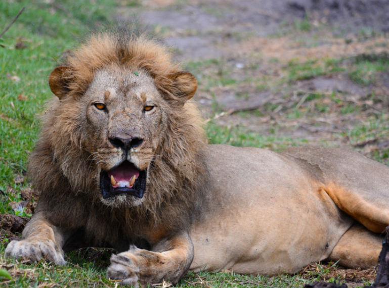 Lions on a kill charged by elephants at Camp Linyanti