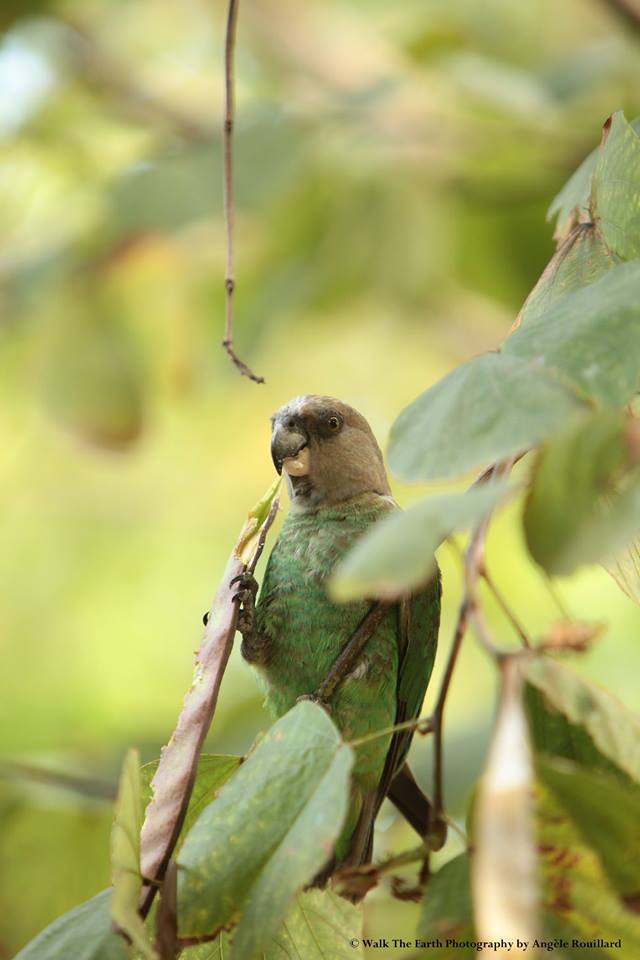 A brown-headed parrot. Image by Angele Rouillard.