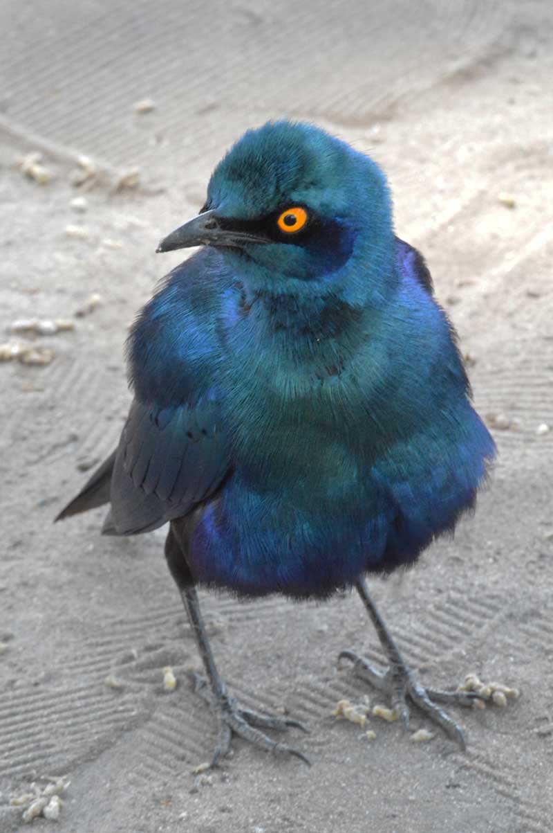 All puffed up. A Cape glossy starling visits guests at Camp Linyanti. Image by Chloe Cooper.