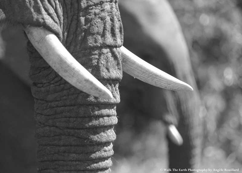Elephant ivory. Image by Angele Rouillard.
