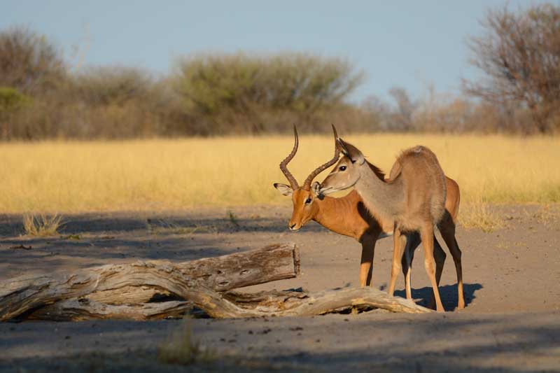 Haina Kalahari Lodge waterhole attracts all sorts of animals throughout the day and night. Here, a kudu and an impala pause in the sunlight. Image by Kevin MacLaughlin.