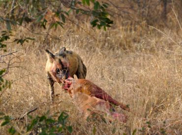 African wild dogs, also know as Cape hunting dogs, and painted dogs are purely carnivorous, and they are very good at it. Their co-operative breeding behaviour and incredible social structure means that the whole pack (can reach up to 30 individuals) works together to support the breeding effort and the strength and survival of the […]