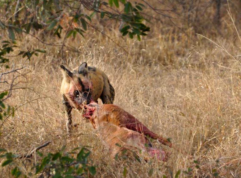Wild dogs on film at Africa on Foot and nThambo Tree Camp