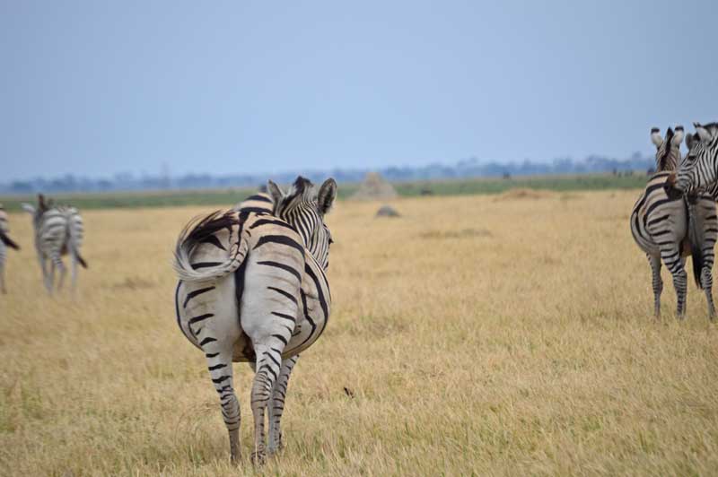 Zebras come in the thousands in the Savuti. Image by Chloe Cooper.