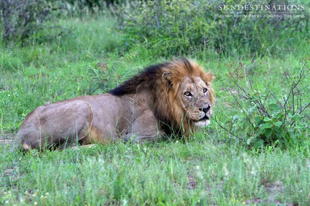 One the Trilogy Male lions