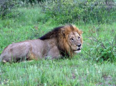 This week due to logistics we focus on Africa on Foot and nThambo Tree Camp. Early on in the week guests of both camps were treated to regular sightings of the two Ross lionesses that have spend all their time away from the main Ross Pride. They were joined by the Trilogy Males. Good news […]