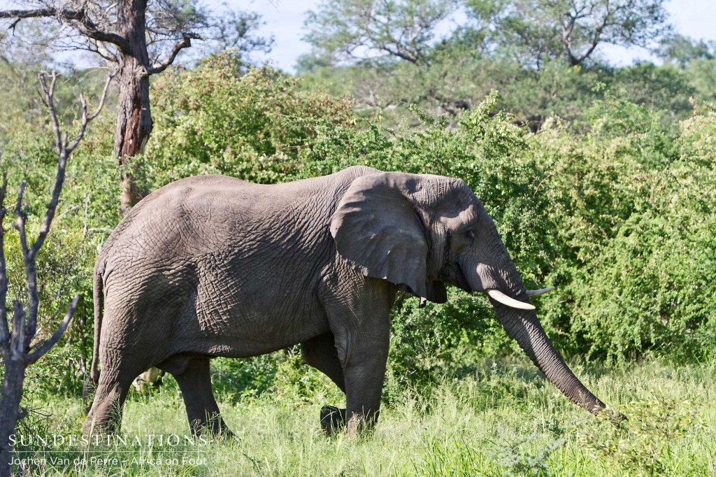 An elephant feeds from the lush green Klaserie bush