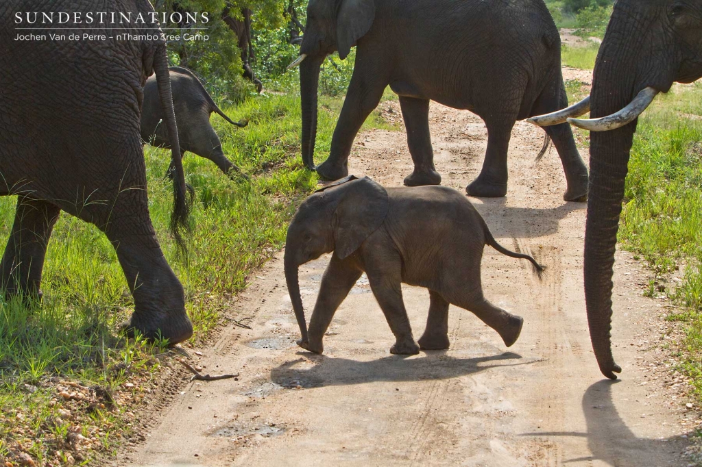 A baby elephant dashes across the road in front of happy guests