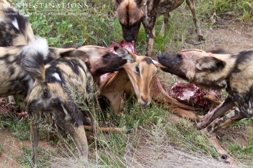 The dogs catch the impala