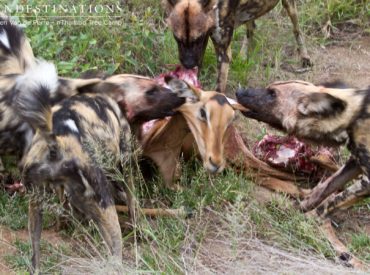 African wild dogs are most active in the early morning and from the late afternoon into the early evening. And yesterday morning guests from nThambo Tree Camp and Africa on Foot witnessed a thrilling hunt that ended in an impala kill. Jochen Van de Perre, Videographer & Photographer based at Africa on Foot, tells us […]