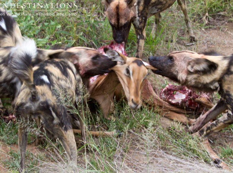 VIDEO – Wild Dog hunt in the Klaserie