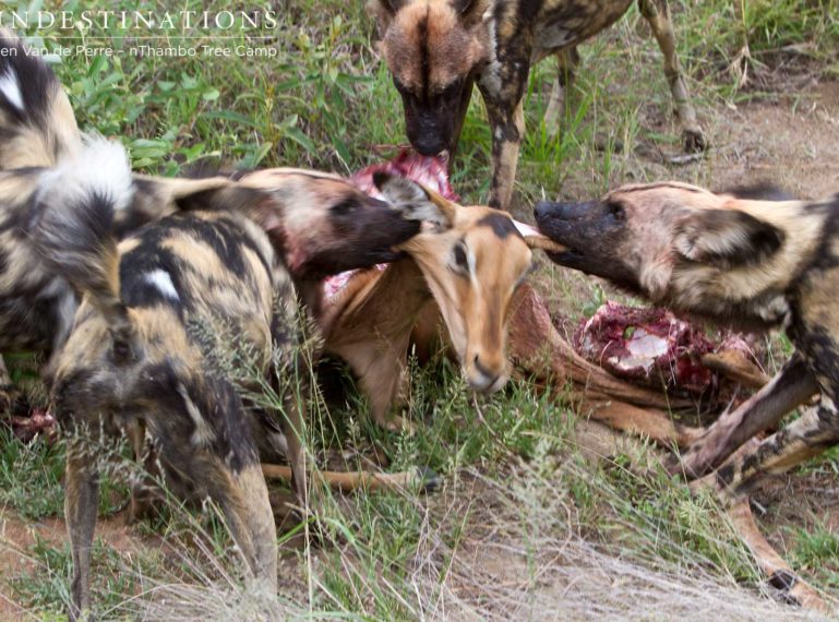 african wild dog being hunted