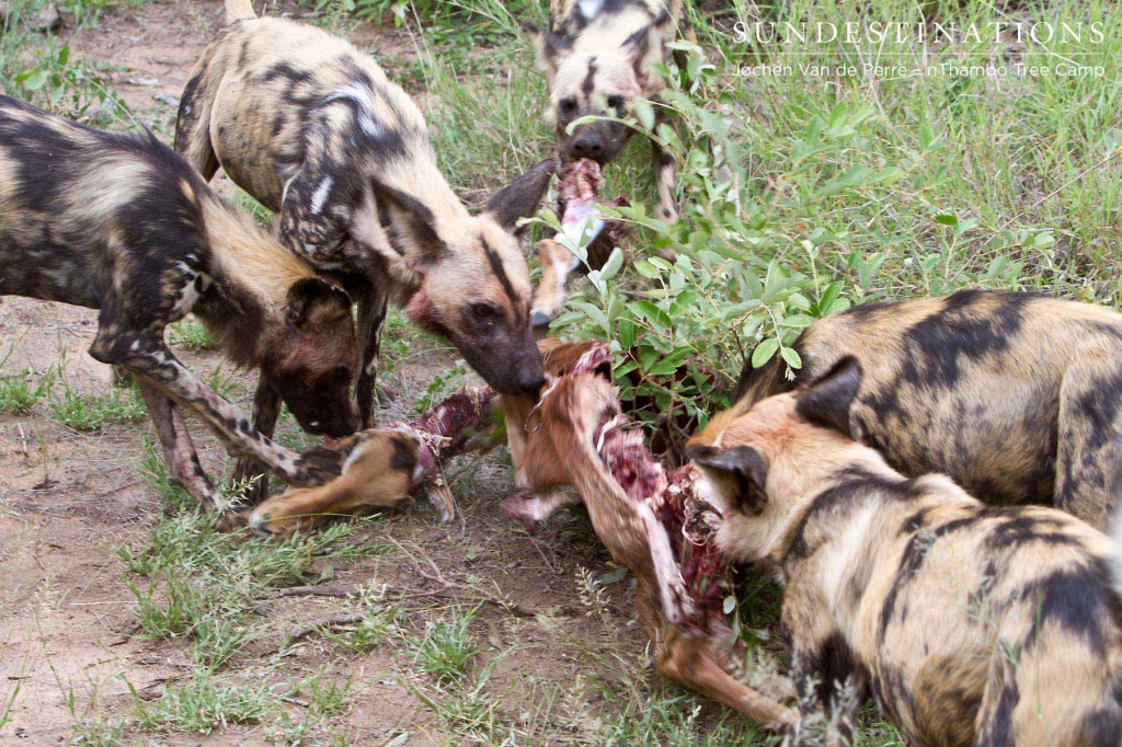 Wild dog kill