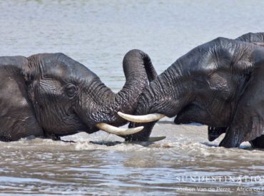 Most elephants go to water at least once a day if possible. They go to drink, bathe and wallow in the mud. On average an elephant will drink between 70 to 90 litres a day and wallowing in the mud cools the elephant and coats its skin with mud to protect it against from parasites. […]