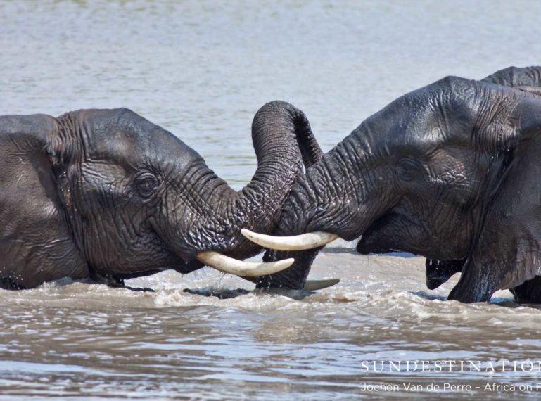 Elephants take a bath in the Klaserie