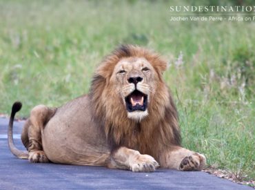 The Trilogy are a coalition of three male lions in their prime, and guests from both Africa on Foot and nThambo Tree Camp are privileged to see these magnificent lions. After displacing The Good and The Bad (the Ross prides previous dominant lions) they have slowly become more prominent in the area. Initially we were […]