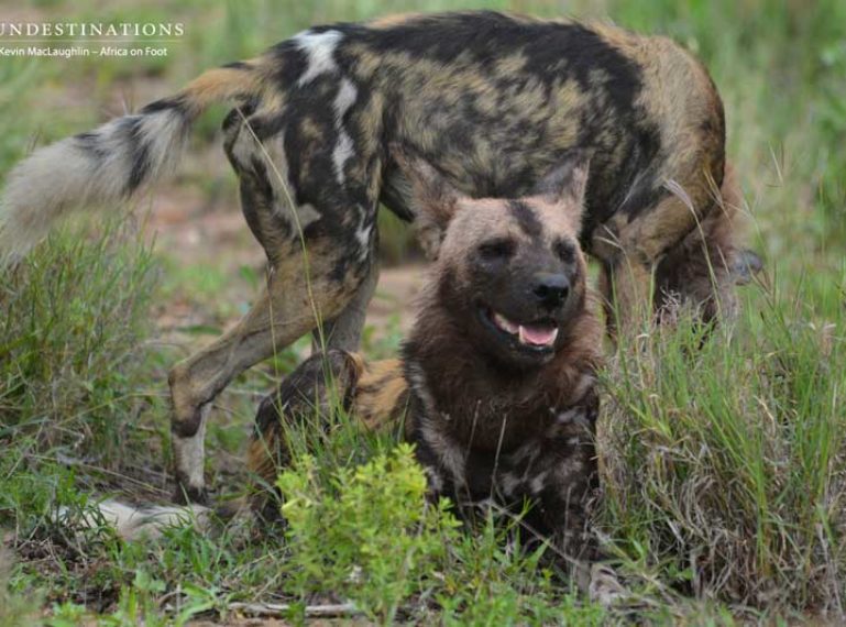 Wild Dog Mania