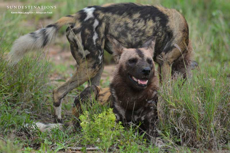 Wild Dog Mania