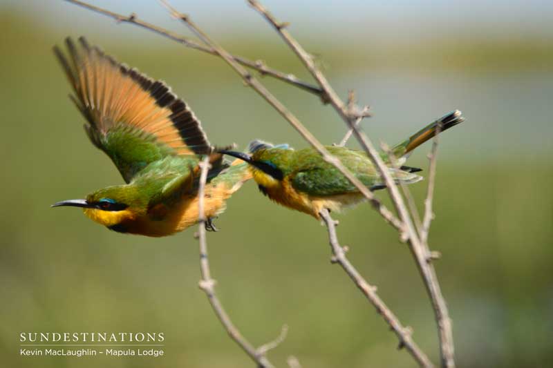 A duo of little bee-eaters.