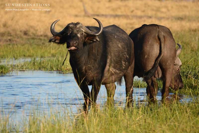 buffaloes-delta-kevinmac
