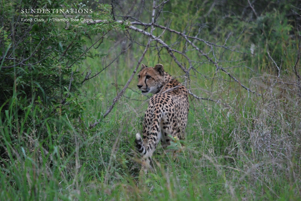 cheetah