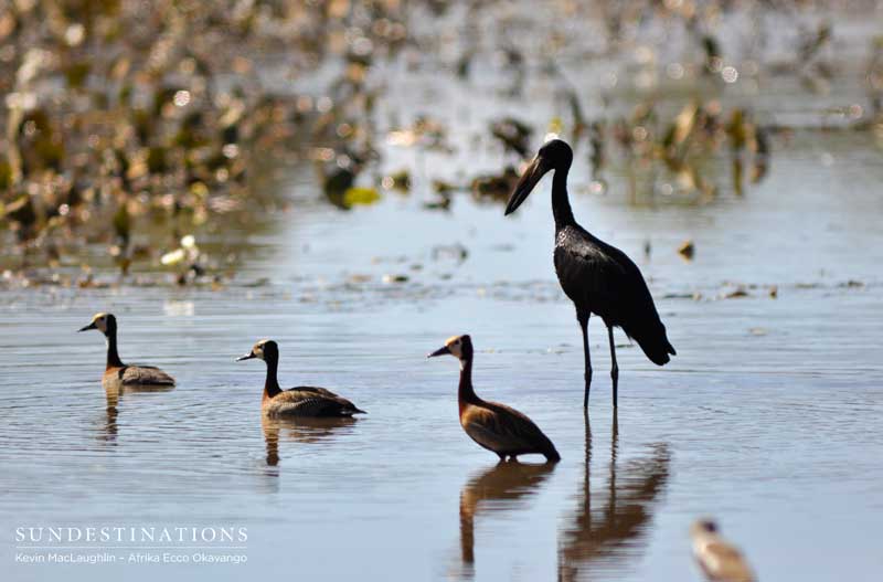 White-faced whistling ducks and an African openbill in the Okavango Delta.