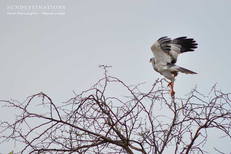 A pale-chanting goshawk taking flight.