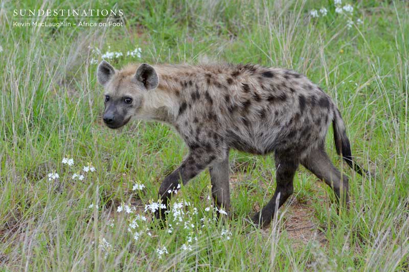 Spotted hyena.