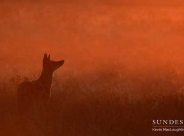 It’s the beginning of a new year and it is summer in the south! The vegetation is creating jewel-coloured backdrops for some superb wildlife photography, and one finds themselves forgetting what the bush looked like only a few months ago before the precious rains arrived. Game drives begin earlier in the mornings and later in […]