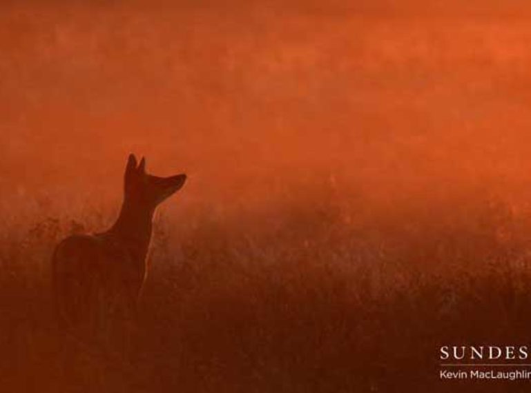 Week in Pictures: Big Cats and Birds!