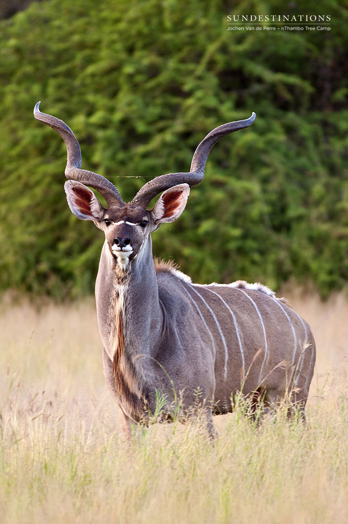 A magnificent kudu bull is a regular sighting around the camps