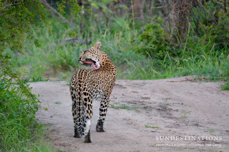 A gorgeously relaxed leopard sighting.