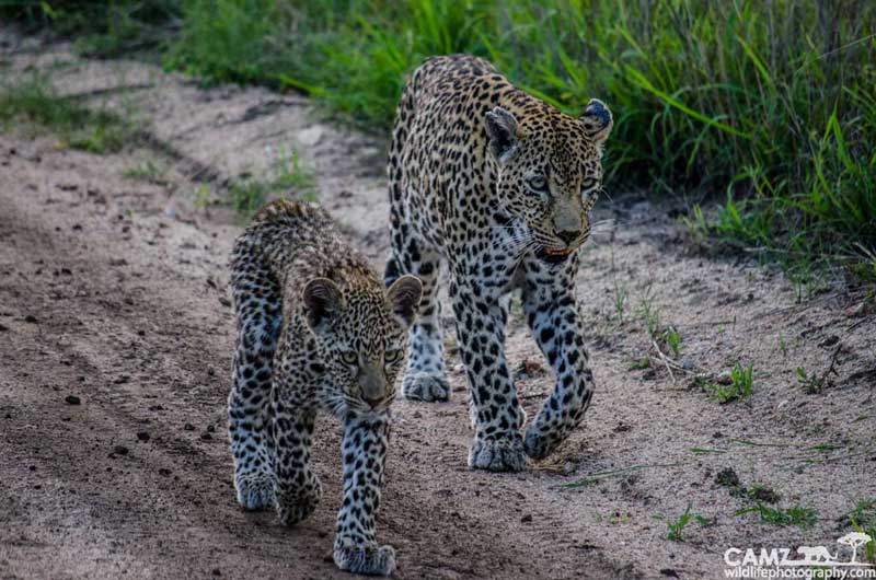 Notten's female leopard and her cub. Spotted with Umkumbe Safari Lodge.