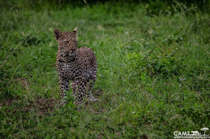 A portrait of the regularly-seen leopard cub in this region of the Sabi Sand.