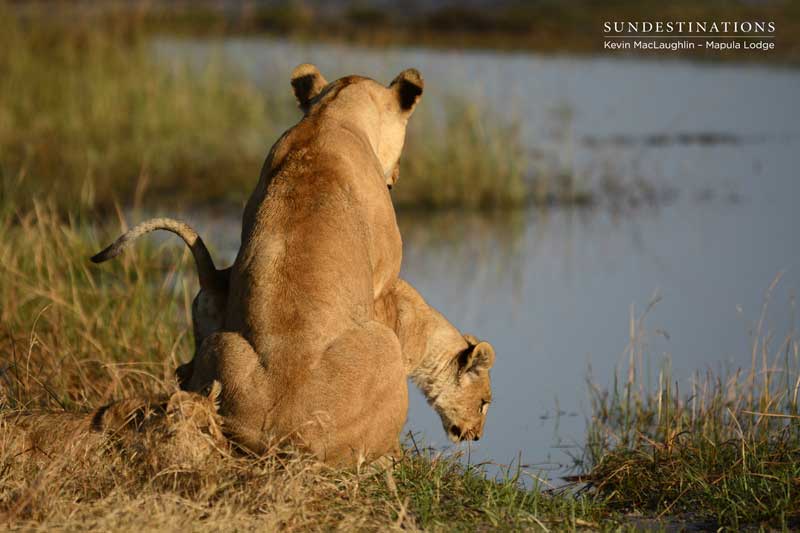 lioncub-delta-kevinmac