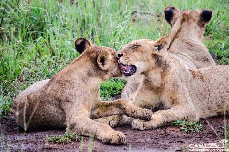 Sharing the love - Styx Pride cubs at Umkumbe Safari Lodge.