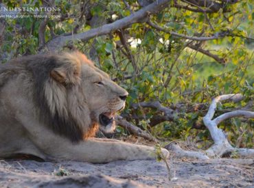   One predator, and one prey, yet almost evenly matched; lions and buffaloes have become renowned enemies in the wetland of the Okavango Delta. The brute force of the heavy-horned bovids, their notorious temperaments, and the fight for survival make these herbivores a dangerous target, even for lions. Highly documented by wildlife filming power couple, […]