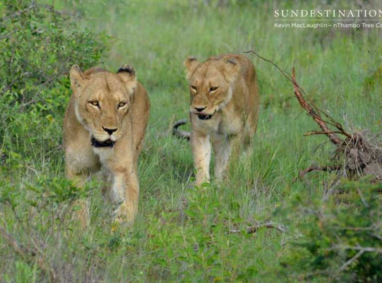 VIDEO: The Trilogy and the Ross Pride lionesses together at nThambo