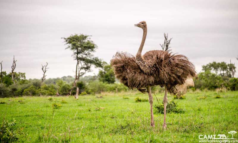 The biggest bird of all - the African ostrich - seen shaking its tail feather at Umkumbe Safari Lodge.