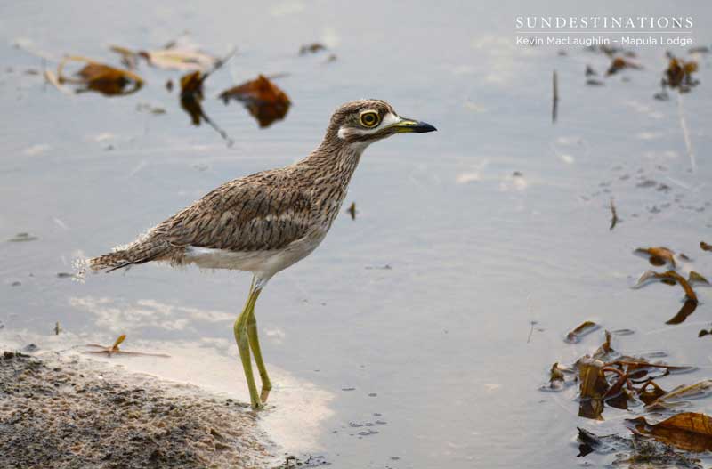 A water thick-knee.