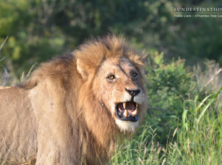 The Magnificent 7 in two days at nThambo Tree Camp!